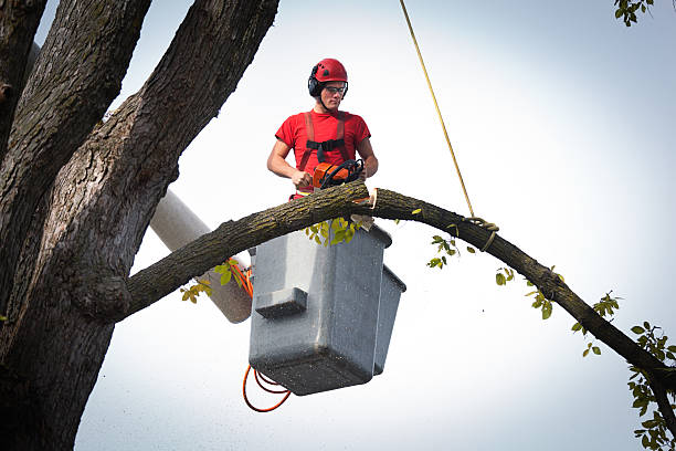  California, MD Tree Service Pros